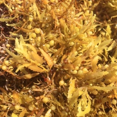 Sargassum natans