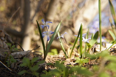 Scilla forbesii