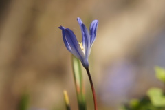 Scilla forbesii