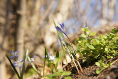 Scilla forbesii