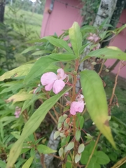 Impatiens balsamina image