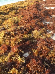 Sargassum natans