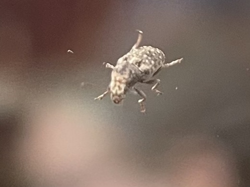 Coffee Bean Weevil photo 5