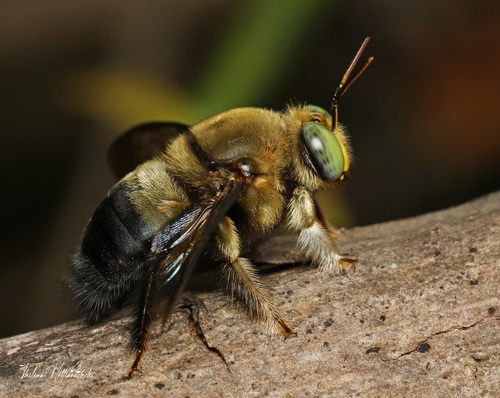 Xylocopa bhowara