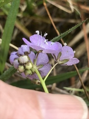 Phacelia glabra