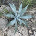 Agave sobria frailensis - Photo (c) James Bailey, μερικά δικαιώματα διατηρούνται (CC BY-NC), uploaded by James Bailey