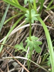 Phacelia glabra