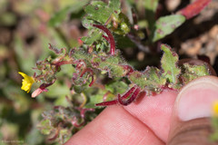 Camissoniopsis intermedia