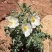 San Rafael Prickly-Poppy - Photo (c) canyonbill, some rights reserved (CC BY-NC), uploaded by canyonbill