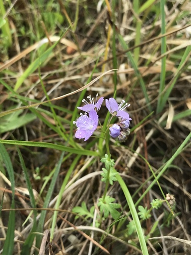 Smooth phacelia (Phacelia glabra)