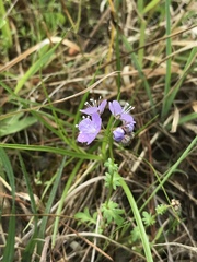 Phacelia glabra