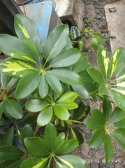 Schefflera arboricola image