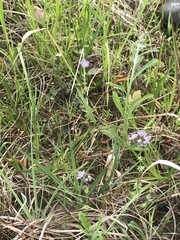 Phacelia glabra