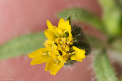 Layia hieracioides