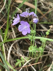 Phacelia glabra