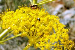 Rhagonycha nigritarsis