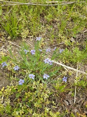 Sisyrinchium pruinosum