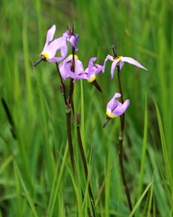 Primula tetrandra