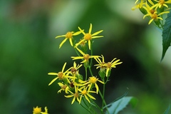 Senecio triangularis