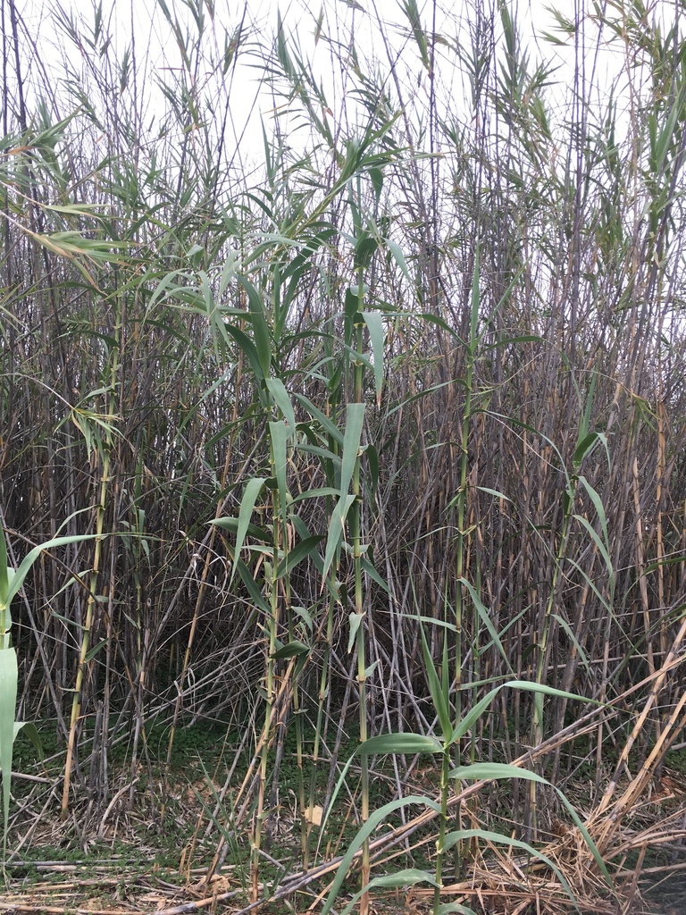 Large Ree Identification giant reed from Schell Rd, Loveday, SA, AU on April 19, 2020 at 08:53 ...
