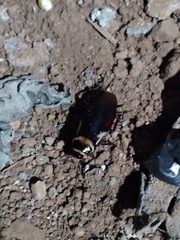 Periplaneta australasiae image