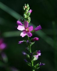 Sidalcea oregana