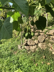 Jatropha curcas image