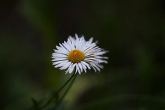 Erigeron coulteri