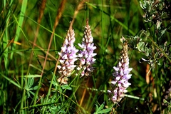 Lupinus lepidus confertus