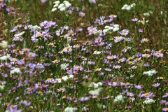 Erigeron algidus