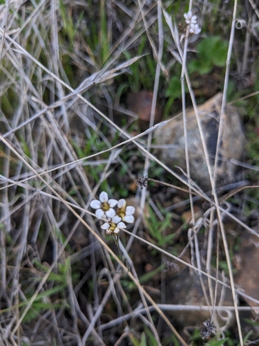 Image of Jepsonia malvifolia by (c) Aaron Kreisberg, some rights reserved (CC BY)