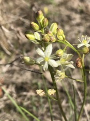 Schoenolirion wrightii