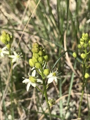 Schoenolirion wrightii