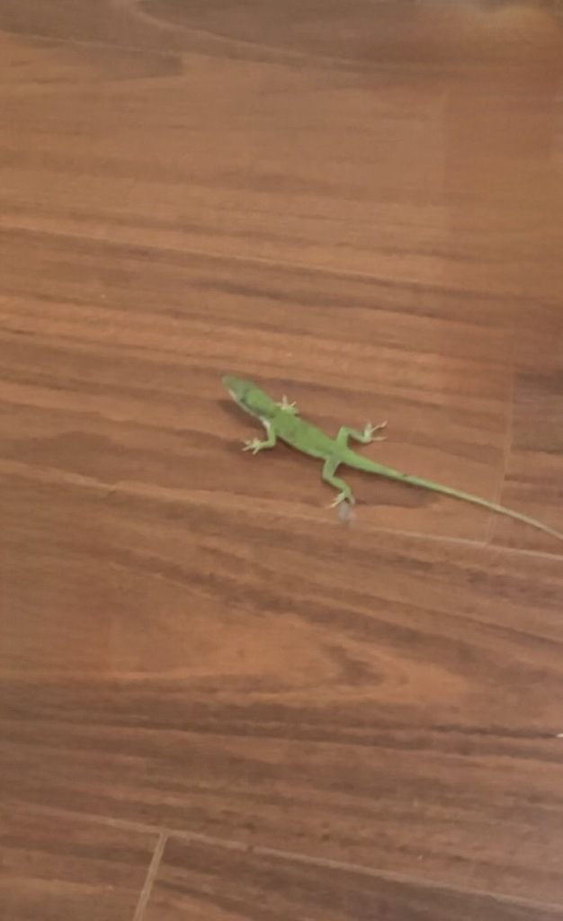 Green Anole from Springfield At Thaxton Road, Austin, TX, USA on