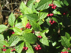 Cotoneaster bullatus