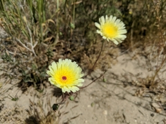 Malacothrix glabrata