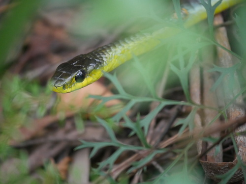 Common Tree Snake sighting