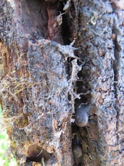 Helminthoglypta reediana