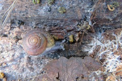 Helminthoglypta reediana