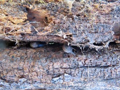 Helminthoglypta reediana