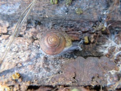 Helminthoglypta reediana