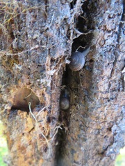 Helminthoglypta reediana