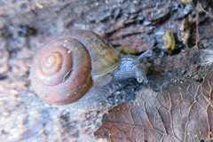 Helminthoglypta reediana