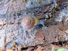 Helminthoglypta reediana