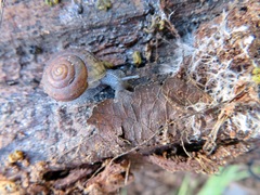 Helminthoglypta reediana