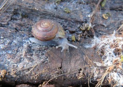 Helminthoglypta reediana