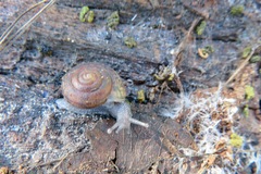 Helminthoglypta reediana