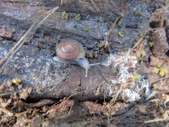 Helminthoglypta reediana