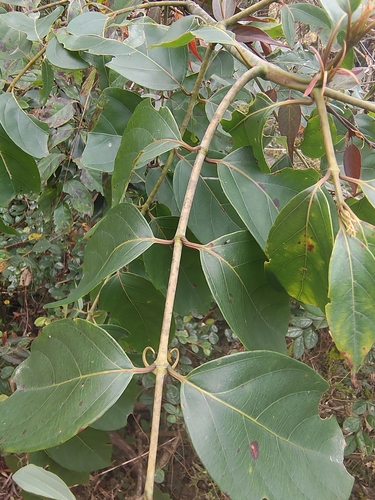 Uncaria rhynchophylla iNat (2)