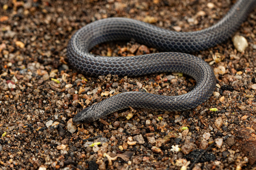 Reticulated Centipede-Eater